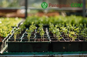 Что делать со снегом на дачном участке