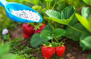 Черенкование лаванды