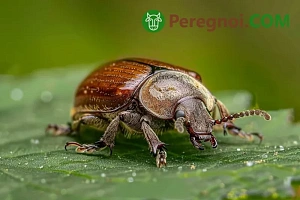 Уборка и хранение клубней многолетних георгин