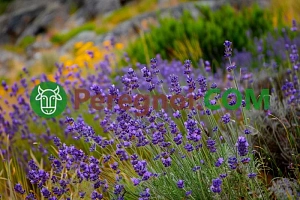 Главные правила осенней посадки луковичных